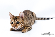 braun rosetted Bengal